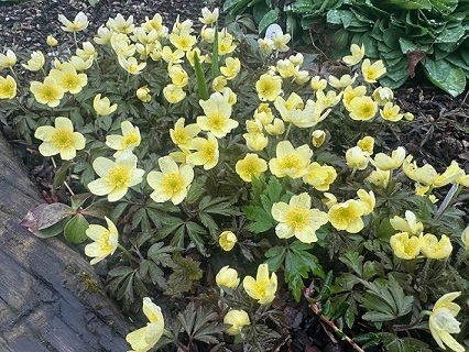 Anemone x lipsiensis 'Vindobonensis'